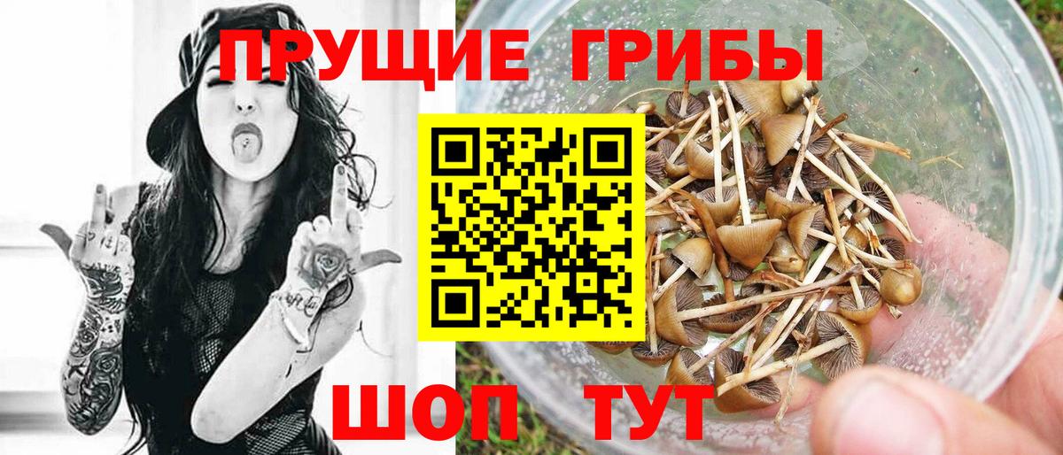 Псилоцибиновые грибы Psilocybe Феодосия